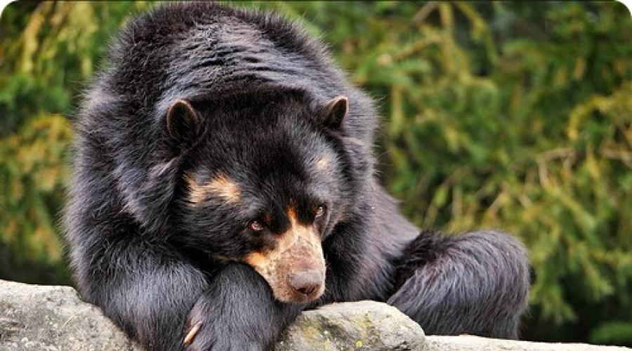 Οικότοπος αρκούδας με γυαλιά.  Spectacled Bear - Mad Zoologist - LiveJournal