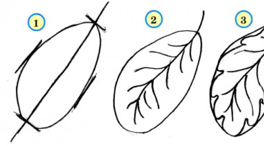 Рисунок березовый лес. Схемы рисования листьев, веток и деревьев (берёза, ель, дуб, клён)