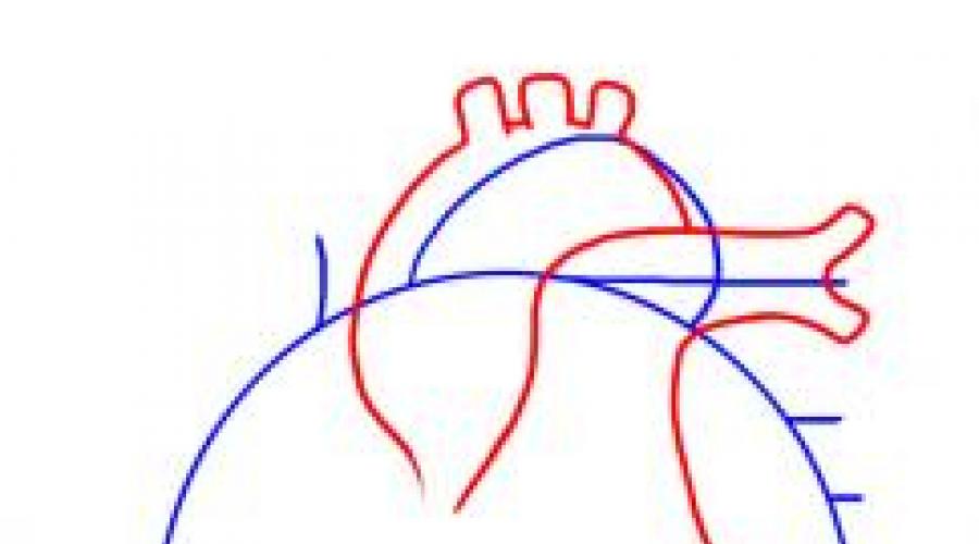 كيفية رسم القلب للناس. علم ويولوجيا التشريح والقلب: هيكل، وظائف، والديناميكا الدموية، ودورة القلب، والمورفولوجيا