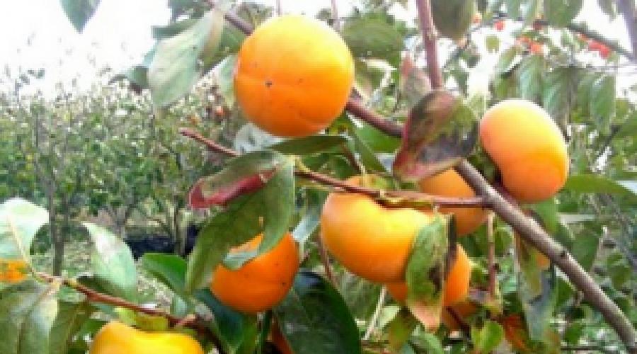 The benefits and contraindications of persimmon.  Persimmon: benefits and harms, calorie content, useful and medicinal properties, contraindications for men and women.  How to choose a ripe fruit